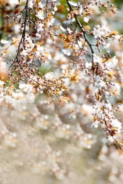 Çiçekli kiraz ağacı başlangıcı. Harika ihale ilk çiçek açma. sanatsal fotoğraf. Seçici yumuşak odak.