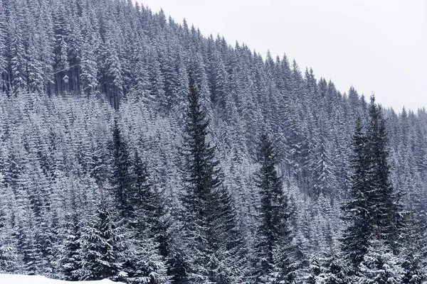 Barrträd Granar Snön Bergssidan Snöfallet Mountain Vinterlandskap — Stockfoto