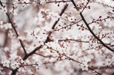 Çiçekli kiraz ağacı başlangıcı. Harika ihale ilk çiçek açma. sanatsal fotoğraf. Seçici yumuşak odak.