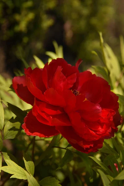 Dark red flowers in the spring garden. Tree peonies.