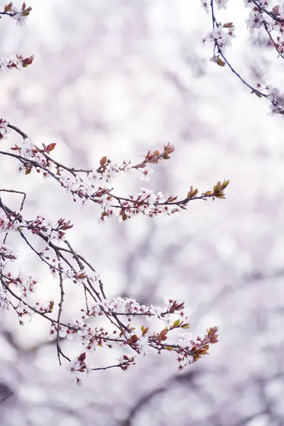 Het Begin Van Bloei Cherry Tree Heerlijk Mals Eerste Bloemen — Stockfoto