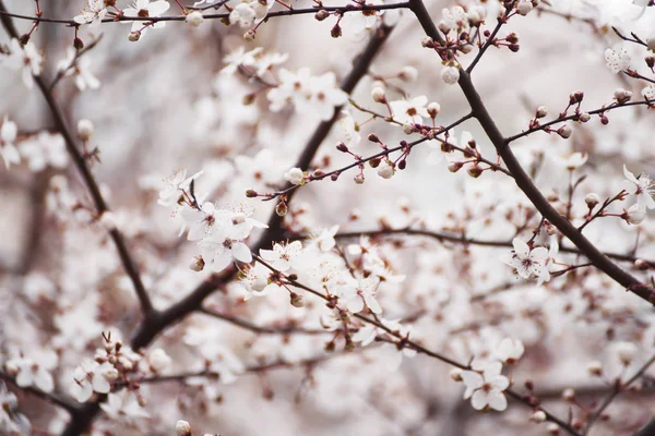 Het Begin Van Bloei Cherry Tree Heerlijk Mals Eerste Bloemen — Stockfoto