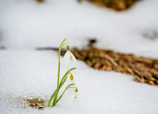 Pierwszy Wiosenny Kwiat Jest Przebiśnieg Topnienie Śniegu Magiczne Zdjęcie Przyjście — Zdjęcie stockowe