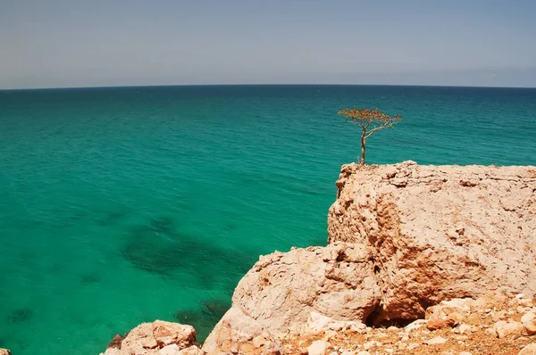 Wilder Felsiger Ozean Und Einsame Bäume Jemen Insel Der Sokotra — Stockfoto