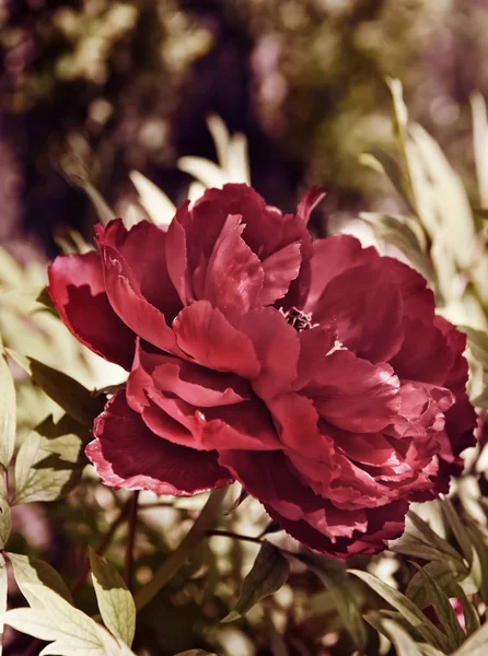 Темно Красные Цветы Весеннем Саду Крупный План Макро — стоковое фото