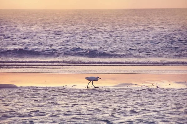 Garça Linha Surf Nas Margens Oceano Índico Foco Suave Seletivo — Fotografia de Stock