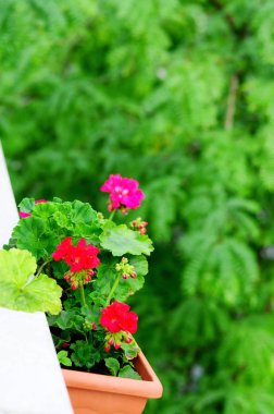 Parlak kırmızı pelargia çiçeklerin bir balkon çekmeceye koydu.