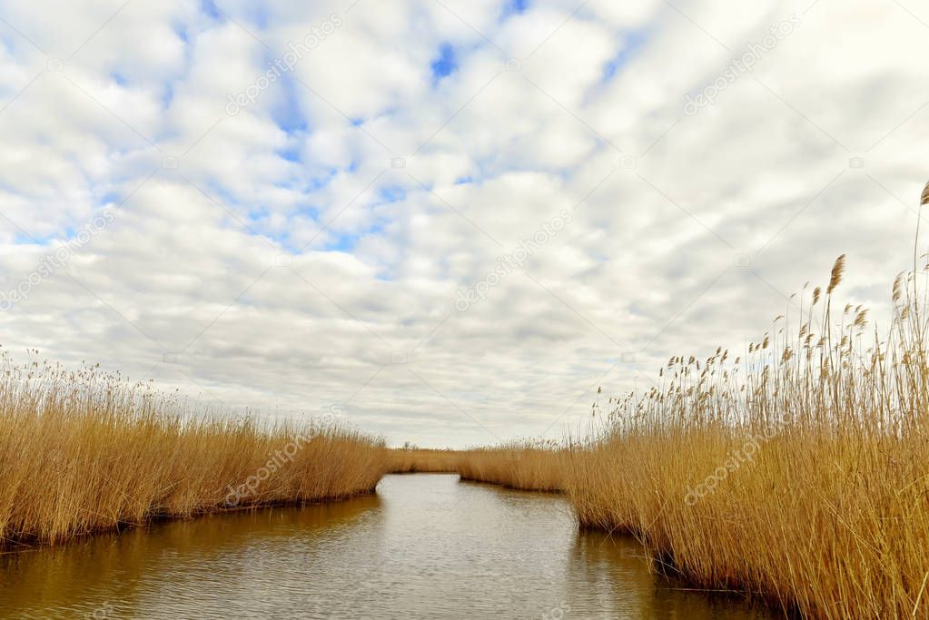 Water channels among the thickets of wild flora in the mouth of the river. Dnieper River Delta. National park.  Ukraine.