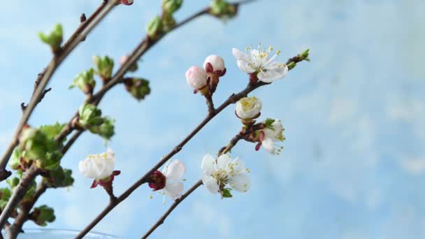 Process Blooming Delicate White Fruit Tree Flowers Accelerated Video — Stock Video