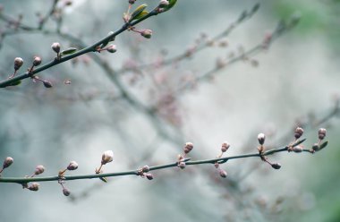 Kayısı ağacı çiçekleri pop-up tomurcukları. Kayısı ağacının bahar çiçekli. Seçmeli yumuşak odaklama.