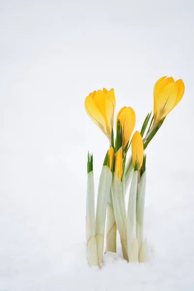 Bloom Första Vårblommorna Gula Krokusar Snön Närbild Selektiv Mjukt Fokus — Stockfoto