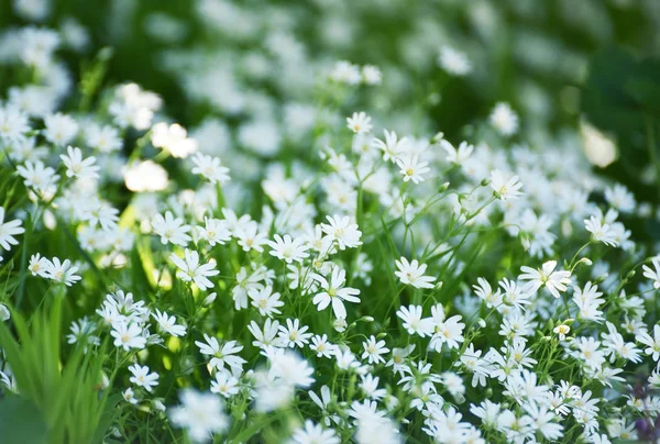 Ніжні Білі Квіти Лісовій Галявині Навесні — стокове фото