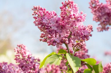 Yemyeşil Eflatun çiçekler bahar güneşli bahçe içinde. Yakın çekim.