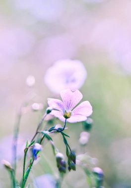 Mavi keten çiçekler. yakın çekim. Sanat fotoğrafı. Seçici yumuşak odak.