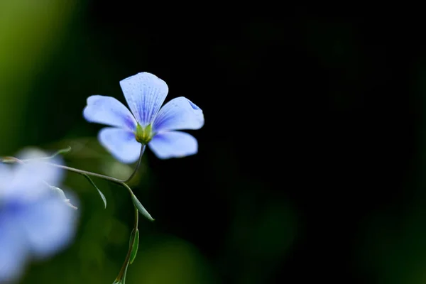 Niebieskie Kwiaty Lnu Szczelnie Góry Sztuka Fotografii Wyostrzanie Miękkich — Zdjęcie stockowe