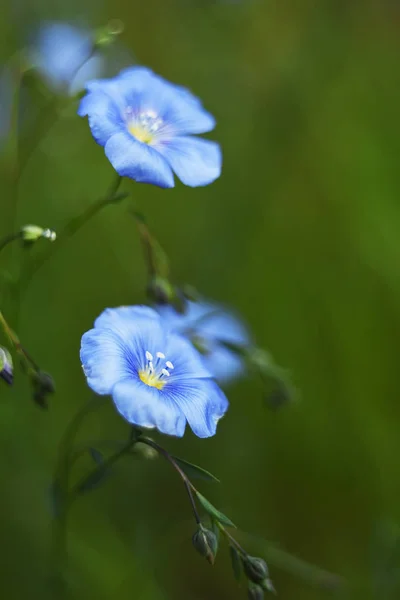 Blue Flax Flowers Close Art Photo Selective Soft Focus — Stock Photo, Image