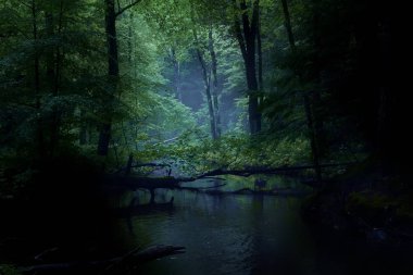 Ormanın karanlık kalınlığında nehir.