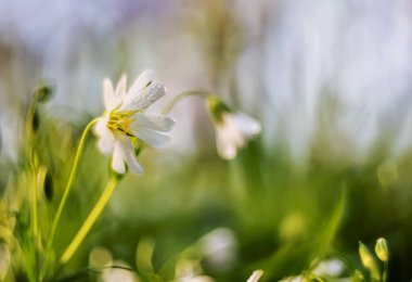 Çiğ içinde küçük bir beyaz çiçek aspring ormanda düşer. Çok yumuşak seçici odak.
