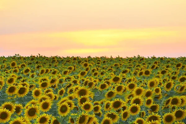 Поле Рядами Соняшників Заході Сонця — стокове фото