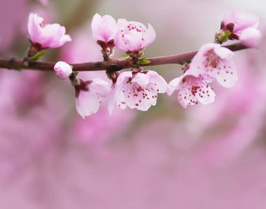 Narin Bloom pembe şeftali çiçekler.