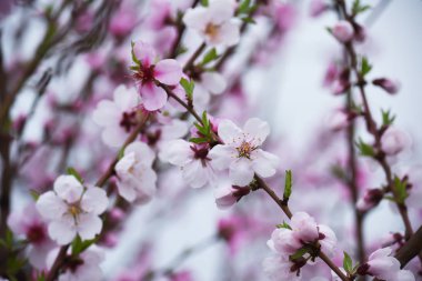 Bahçede şeftali ağacının pembe çiçeklerin gür çiçeklenme.