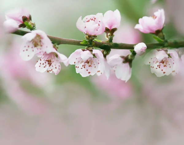 Delicate Bloom Pink Peach Flowers — Stock Photo, Image