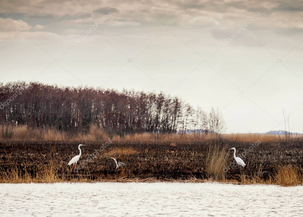 Gray and white birds of a heron in the wild after a fire on the river.Dnieper River Delta. National park. Selective soft focus.