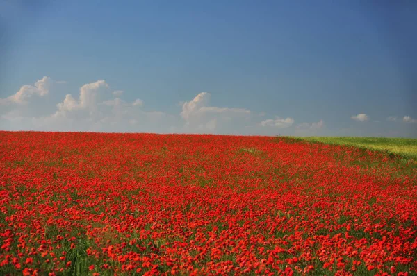 Beautiful Field Flowering Scarlet Poppies Stretching Horizon Selective Soft Focus — Stock Photo, Image