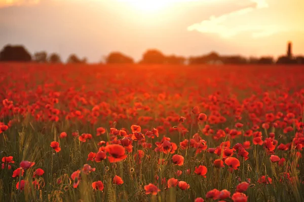 Hermoso Campo Flores Amapolas Escarlata Que Extiende Hasta Horizonte Enfoque —  Fotos de Stock