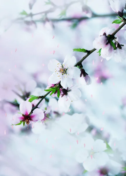 Das Üppige Blühen Der Weißen Blüten Des Mandelbaums Garten — Stockfoto