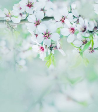 Bahçede badem ağacının beyaz çiçeklerin gür çiçeklenme.