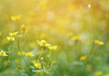 Bahar çayırında sade sarı çiçekler. Çok yumuşak seçici odak.