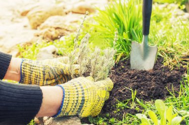 Bahçe bahar çalışma süreci. Eller toprağa lavanta fidesi dikim.