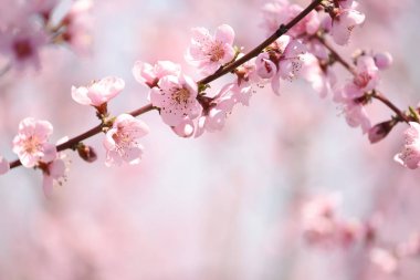 Bahçede şeftali ağacının pembe çiçeklerin gür çiçeklenme.