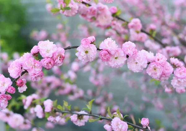 Floraison Luxuriante Fleurs Roses Dans Jardin Artistique Tendre Photo — Photo