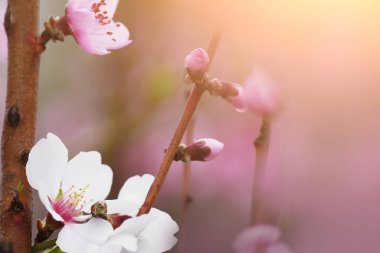 Bahçede badem ağacının beyaz çiçeklerin gür çiçeklenme.