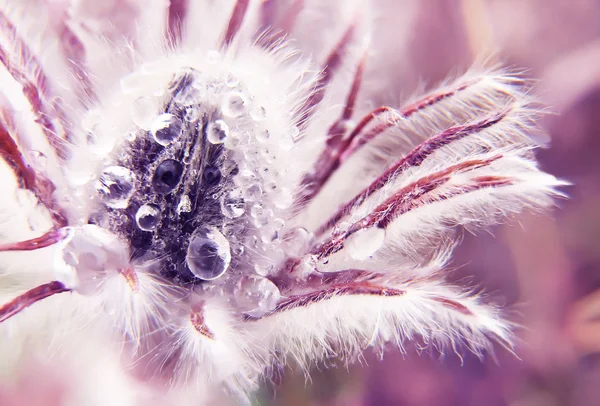 Macro photo of a delicate spring flower. Fluffy delicate flower in the drops.