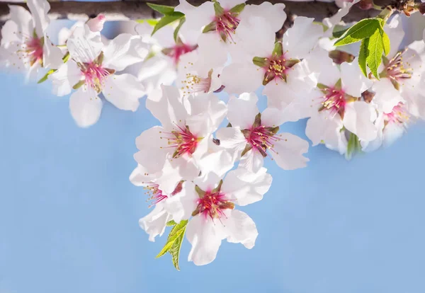 Une Photo Magique Des Jardins Fleuris Printemps — Photo