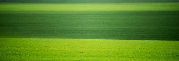 Groene Velden Het Voorjaar Minimalisme Rijen Van Bomen Groene Heuvelachtige — Stockfoto