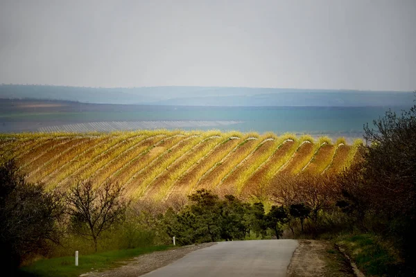 Heuvelachtig Lente Landschap Van Tuinen Eindeloze Velden Moldavië — Stockfoto