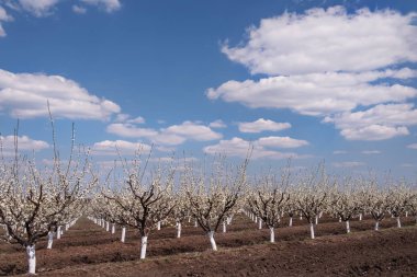 Bahçede kar beyazı meyve ağaçları sıralar. Çiçek bahçesi.