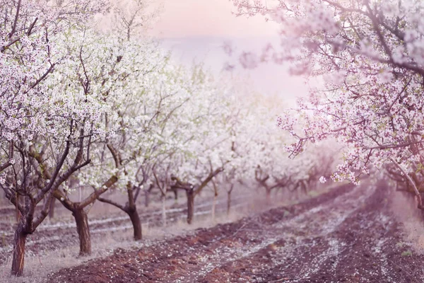 Rows of snow-white fruit trees in the garden. Blossom orchard.