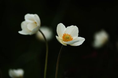 Siyah bir arka plan üzerinde güzel beyaz anemon çiçek. Zarif çiçek.