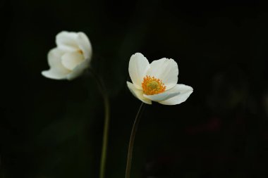 Siyah bir arka plan üzerinde güzel beyaz anemon çiçek. Zarif çiçek.