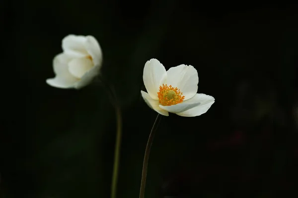 Белый Анемонический Цветок Черном Фоне Грациозный Цветок — стоковое фото