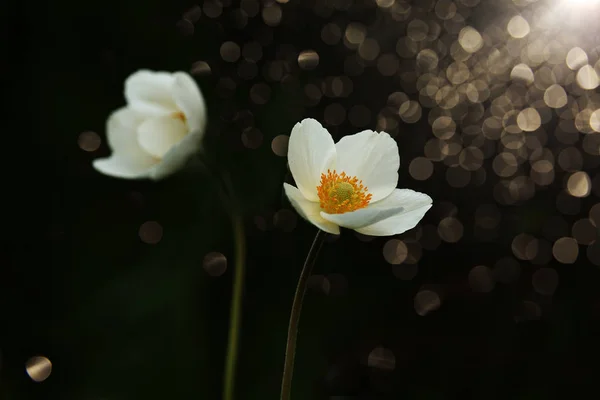 Белый Анемонический Цветок Черном Фоне Грациозный Цветок — стоковое фото