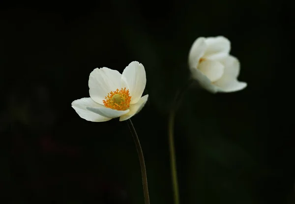 Beautiful White Anemone Flower Black Background Graceful Flower — Stock Photo, Image