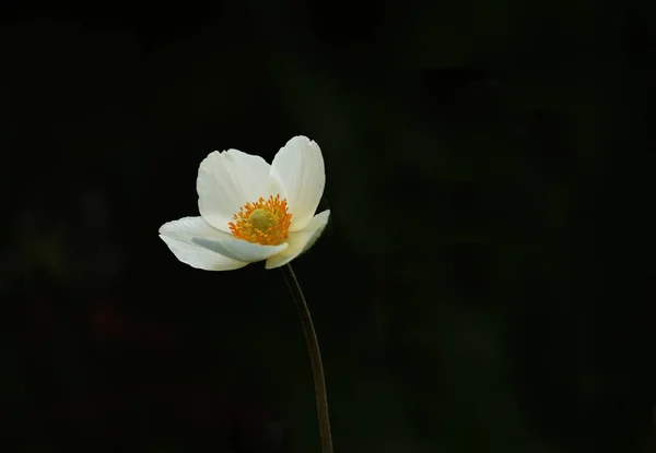 Beautiful White Anemone Flower Black Background Graceful Flower — Stock Photo, Image