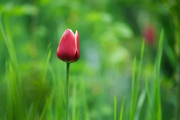 Красный Тюльпан Зеленой Траве Весеннем Саду Весенний Сад — стоковое фото