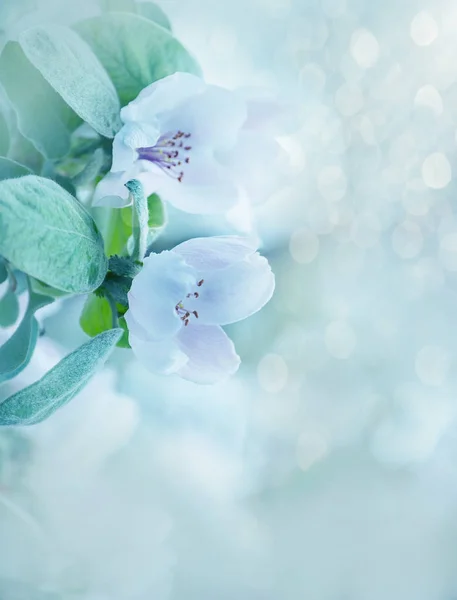 Kvitten Träd Blommor Närbild Naturliga Våren Trädgård Bakgrund Magisk Bild — Stockfoto